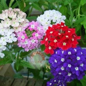 Verbena tohumu dev çiçekli yer minesi verbena X hybrida