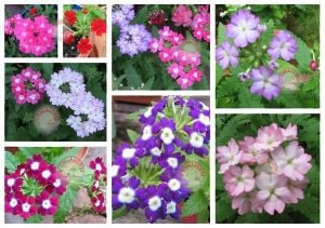 Verbena tohumu dev çiçekli yer minesi verbena X hybrida