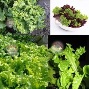 Kıvırcık marul tohumu atalık geniş yapraklı green ice lettuce
