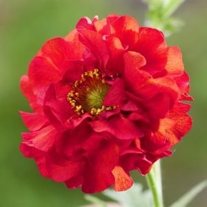 Kırmızı katmerli geum tohumu Mrs. Bradshaw Chiloense
