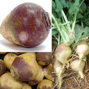İsveç rutabaga tohumu atalık rutabaga laurentian