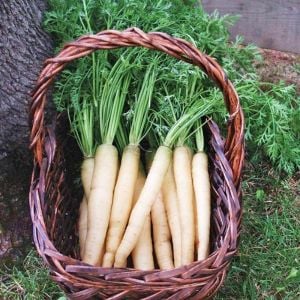Beyaz havuç tohumu Atalık carrot lunar white