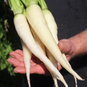 Beyaz havuç tohumu Atalık carrot lunar white