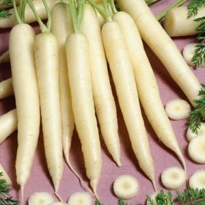 Beyaz havuç tohumu Atalık carrot lunar white