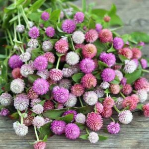 Gomphrena tohumu bodur medine çiçeği globosa dwarf