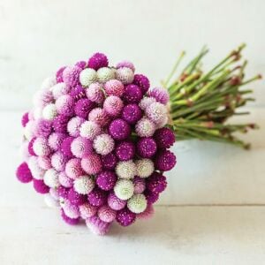 Gomphrena tohumu bodur medine çiçeği globosa dwarf
