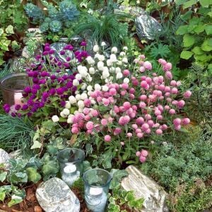 Gomphrena tohumu bodur medine çiçeği globosa dwarf