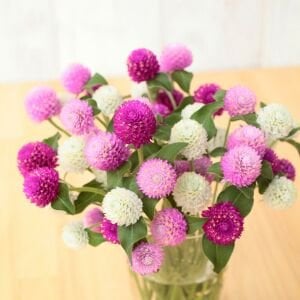 Gomphrena tohumu bodur medine çiçeği globosa dwarf