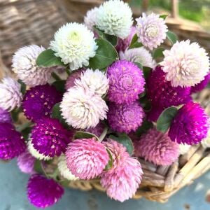 Gomphrena tohumu bodur medine çiçeği globosa dwarf