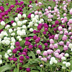 Gomphrena tohumu bodur medine çiçeği globosa dwarf