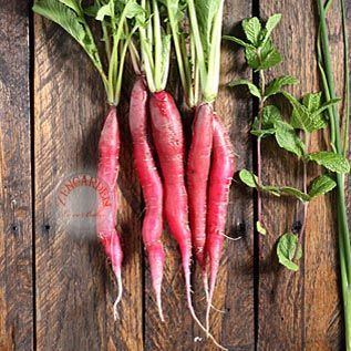 Erkenci kırmızı turp tohumu geleneksel red arrow radish