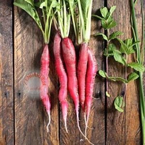 Erkenci kırmızı turp tohumu geleneksel red arrow radish