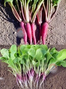 Erkenci kırmızı turp tohumu geleneksel red arrow radish