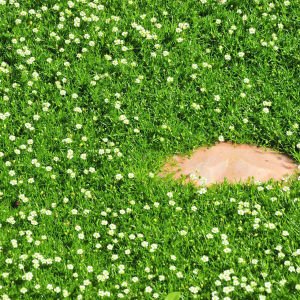 İrlanda çimi fidesi sagina subulata irish moss green
