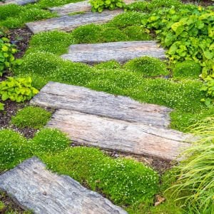 İrlanda çimi fidesi sagina subulata irish moss green