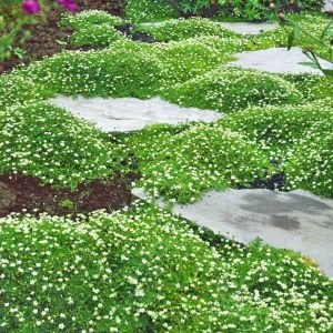 İrlanda çimi fidesi sagina subulata irish moss green