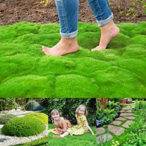 İrlanda çimi fidesi sagina subulata irish moss green