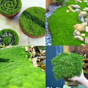 İrlanda çimi fidesi sagina subulata irish moss green