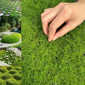 İrlanda çimi fidesi sagina subulata irish moss green