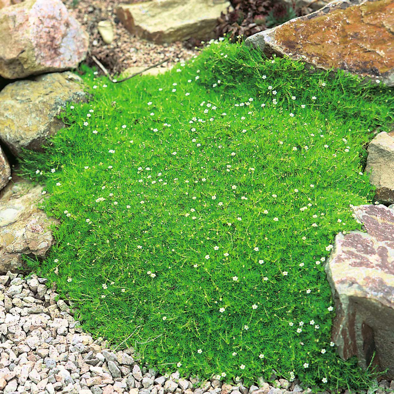İrlanda çimi fidesi sagina subulata irish moss green