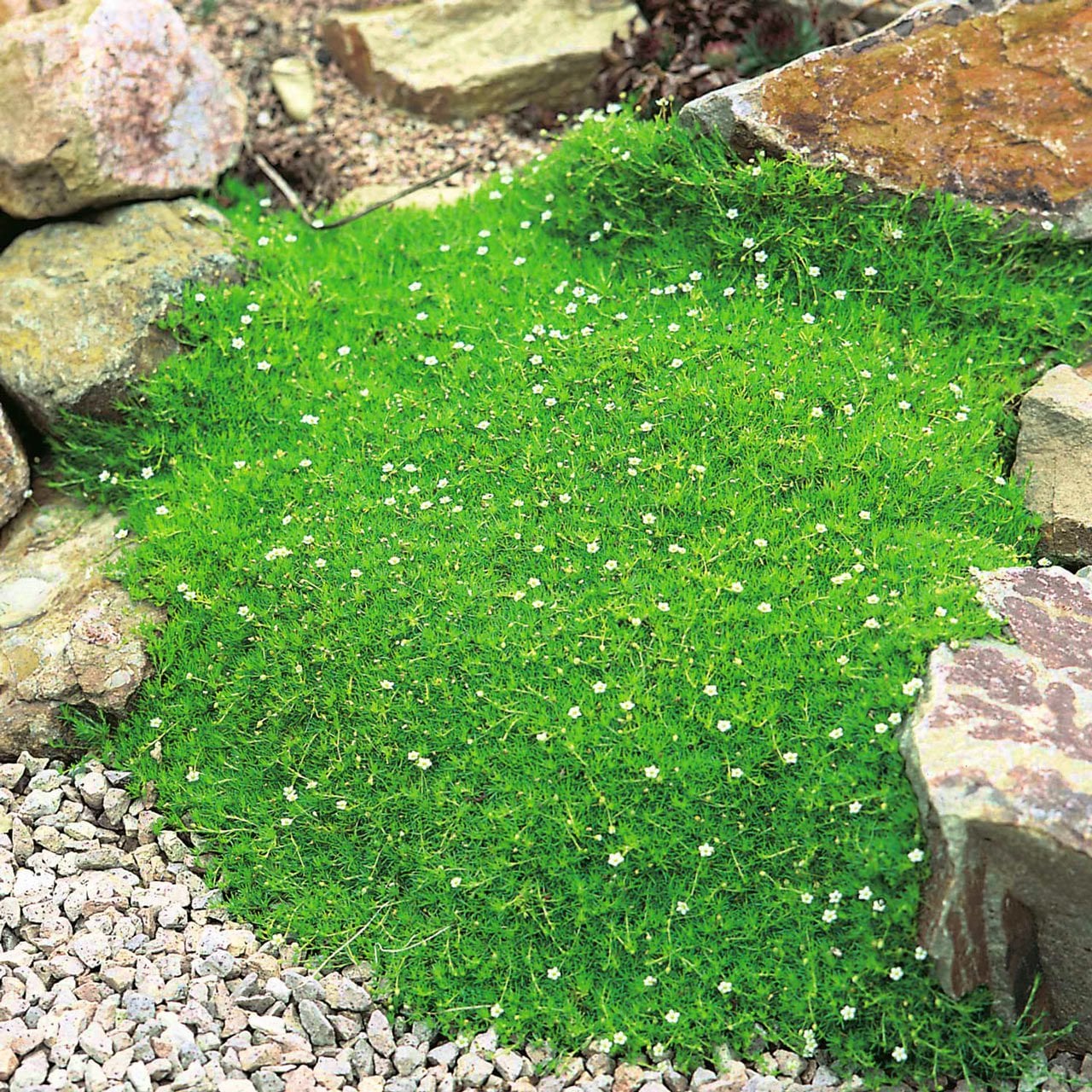 İrlanda çimi fidesi sagina subulata irish moss green jumbo