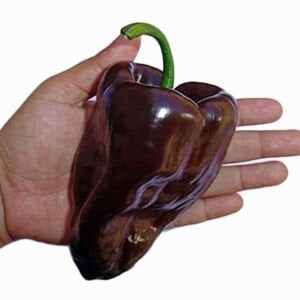 Mulato biber tohumu orta acı geleneksel mulato isleno heirloom pepper seeds