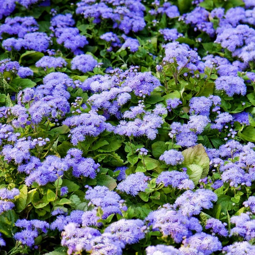Mavi vapur dumanı tohumu ageratum Genta prestige