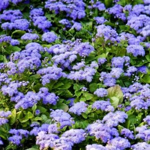 Mavi vapur dumanı tohumu ageratum Genta prestige