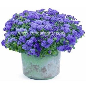 Mavi vapur dumanı tohumu ageratum Genta prestige