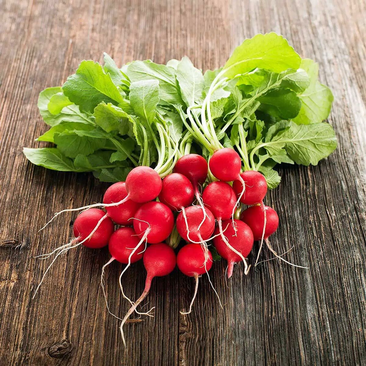 Ekstra erkenci turp tohumu geleneksel scarlet globe radish