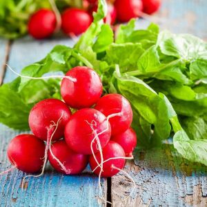 Ekstra erkenci turp tohumu geleneksel scarlet globe radish