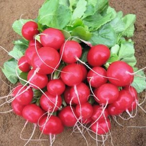 Ekstra erkenci turp tohumu geleneksel scarlet globe radish