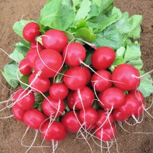 Ekstra erkenci turp tohumu geleneksel scarlet globe radish