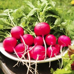 Ekstra erkenci turp tohumu geleneksel scarlet globe radish