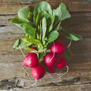 Ekstra erkenci turp tohumu geleneksel scarlet globe radish
