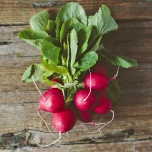 Ekstra erkenci turp tohumu geleneksel scarlet globe radish