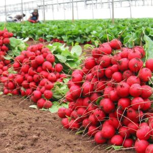 Ekstra erkenci turp tohumu geleneksel scarlet globe radish