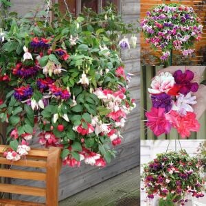 3 adet Sarkan küpe çiçeği fidesi XXL dev çiçekli karışım