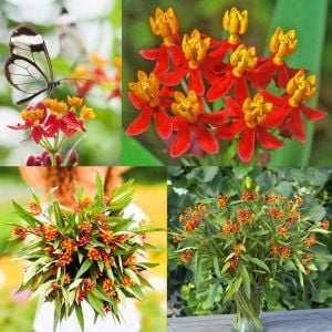 Kelebek çiçeği asclepias tohumu Kan Çiçeği Asclepias Curassavica