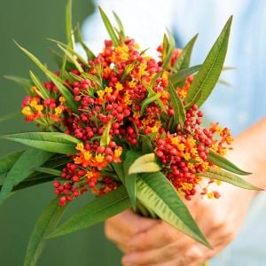 Kelebek çiçeği asclepias tohumu Kan Çiçeği Asclepias Curassavica