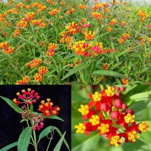 Kelebek çiçeği asclepias tohumu Kan Çiçeği Asclepias Curassavica