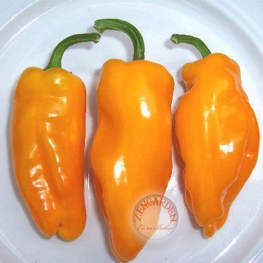 Küçük marsilya biberi tohumu orta acı geleneksel petit marseillais pepper