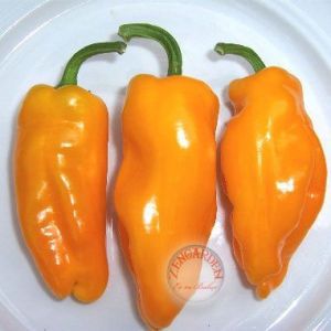 Küçük marsilya biberi tohumu orta acı geleneksel petit marseillais pepper
