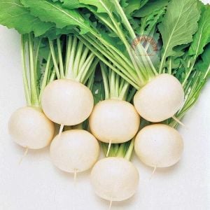 Beyaz şalgam tohumu geleneksel white egg turnip