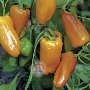 Küçük marsilya biberi tohumu orta acı geleneksel petit marseillais pepper