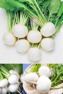 Beyaz şalgam tohumu geleneksel white egg turnip