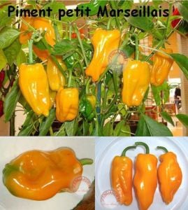Küçük marsilya biberi tohumu orta acı geleneksel petit marseillais pepper