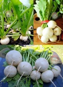Beyaz şalgam tohumu geleneksel white egg turnip