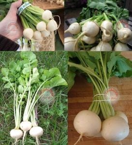 Beyaz şalgam tohumu geleneksel white egg turnip