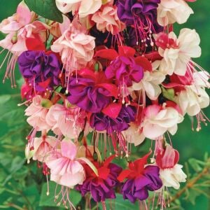 3 adet Sarkan küpe çiçeği fidesi XXL dev çiçekli karışım